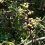 Aceite esencial de Zanthoxylum
